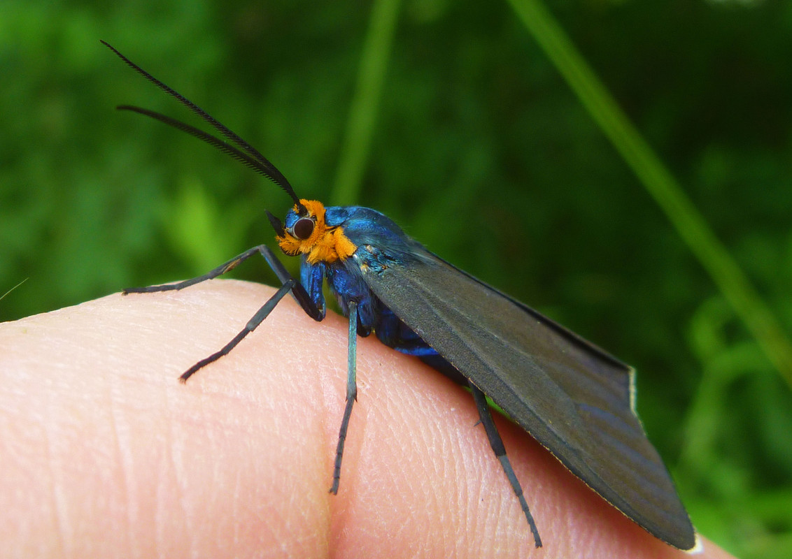 2014-07-04  - Ctenucha virginica moth