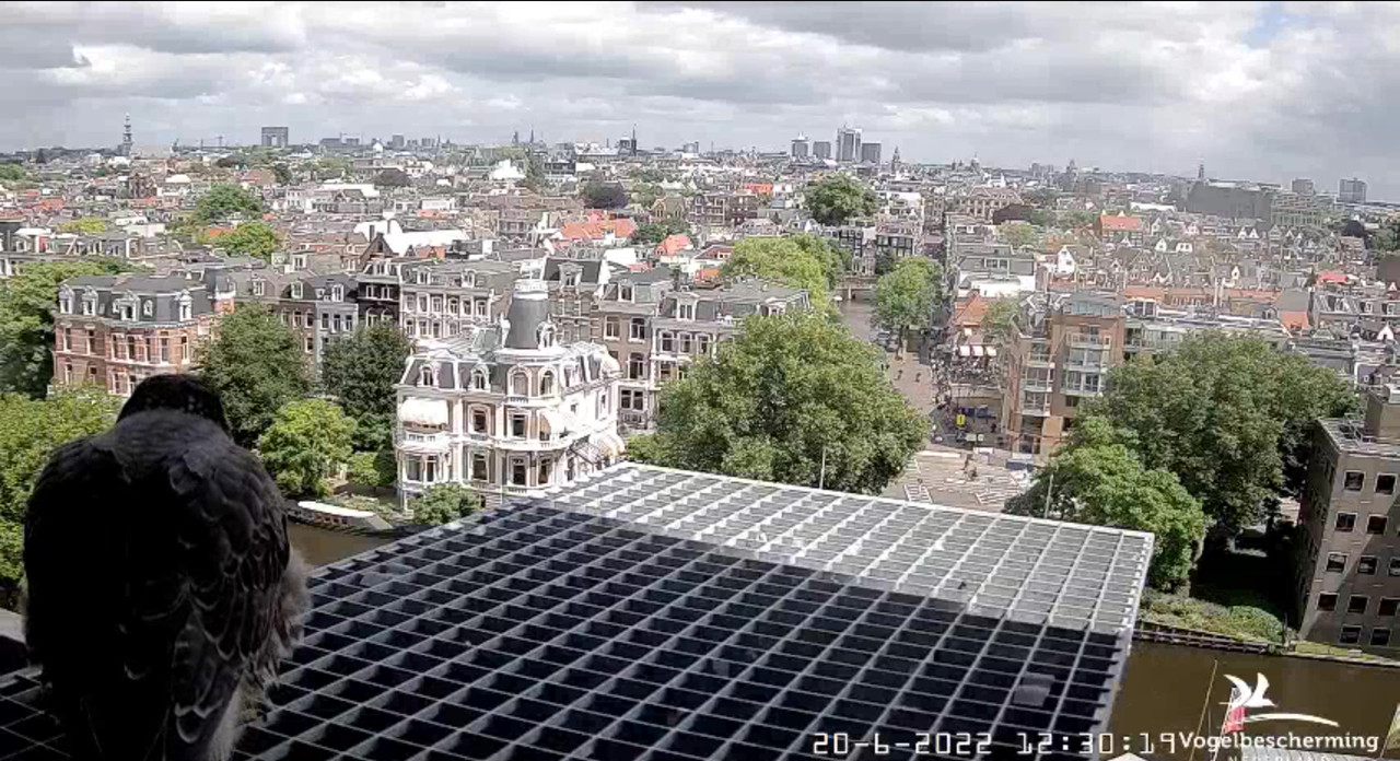 Amsterdam/Rijksmuseum screenshots © Beleef de Lente/Vogelbescherming Nederland - Pagina 30 Video-2022-06-20-123800-Moment