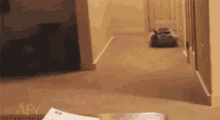 1000013059.gif