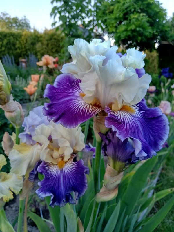 iris tb delfin i rusałka