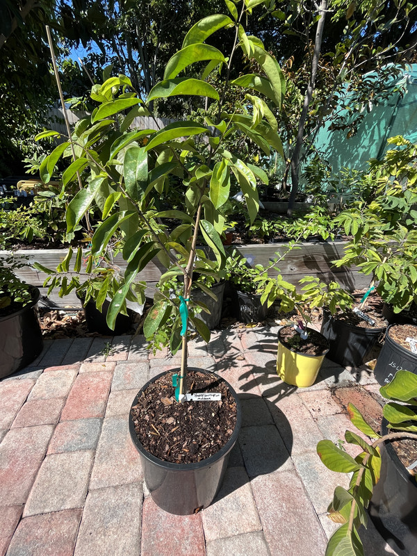 93CC57C7-0B1B-466A-84FA-6FB694687792