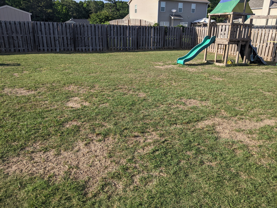 2021.05.21 back yard 2