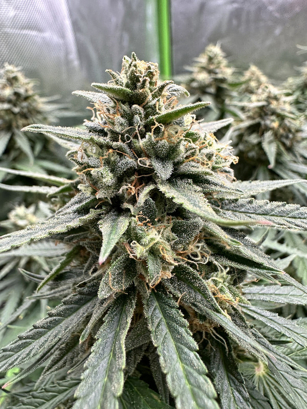 EF4952AA-41A6-4F0C-94DA-90637A947062