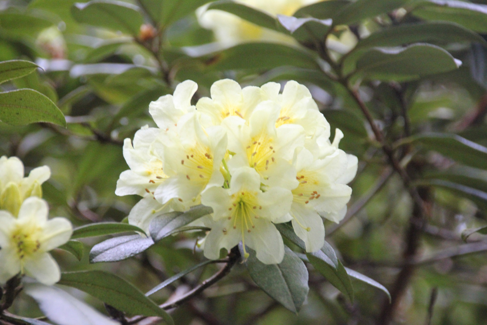 Rhododendron Saffron Queen Penjerrick 220426 (2)