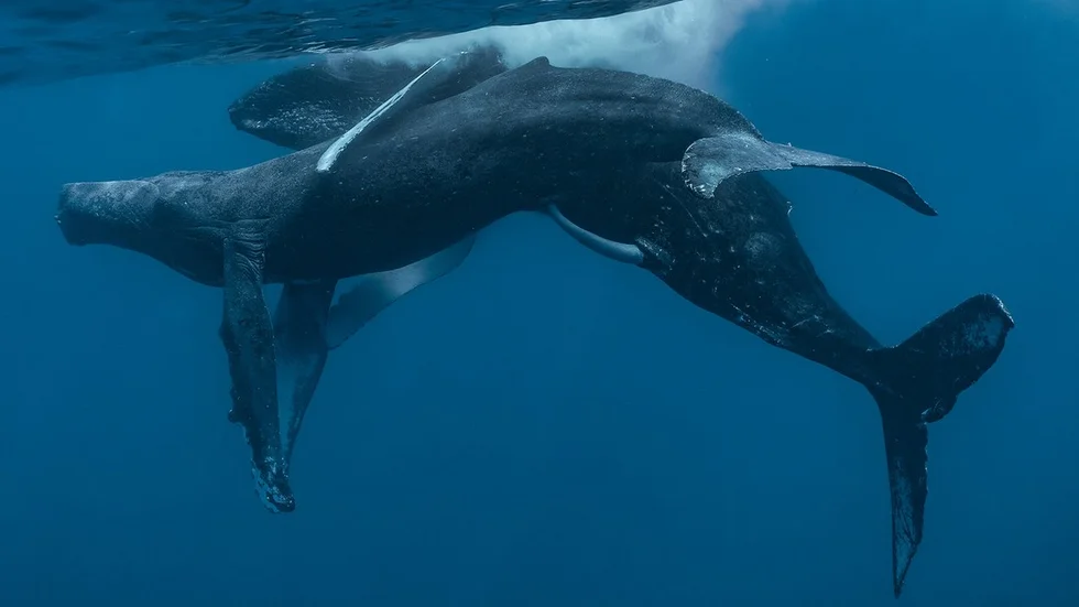 observation-sexual-behavior-two-male-humpback-whales