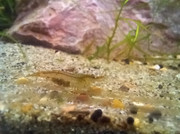 Female-Shrimp