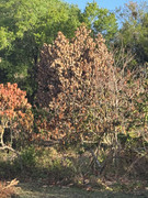 IMG-1792