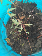 D59365C0-4191-43C3-856B-C3B44A13576C