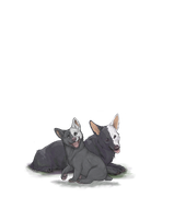 Corgiadultpupwhitehalfright