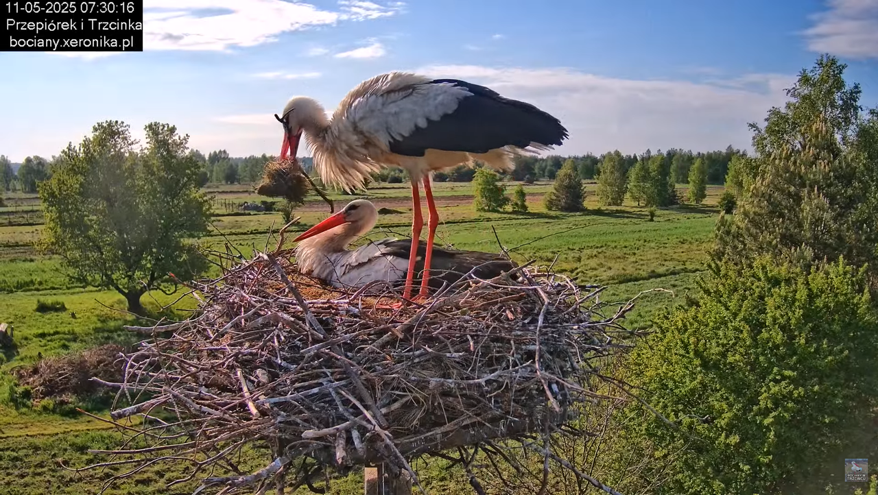 11052025bociany14