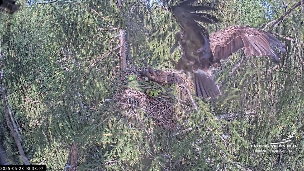 LVM mazais ērglis Lisiņa, egle2 – Lesser Spotted Eagle 8-1-27 screenshot