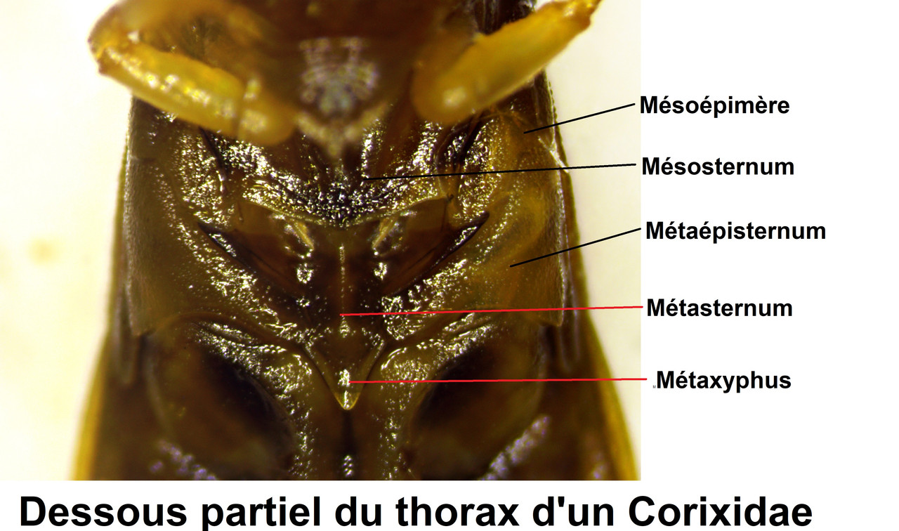 Dessous-thoracique-d-un-Corixidae