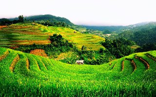 Thơ hoạ Nguyễn Thành Sáng & Tam Muội (1929) Rice-field-view-in-vietnam