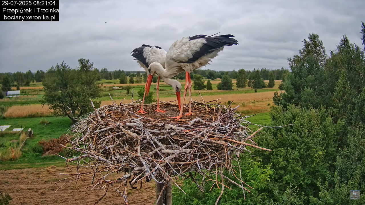 29072025bociany16