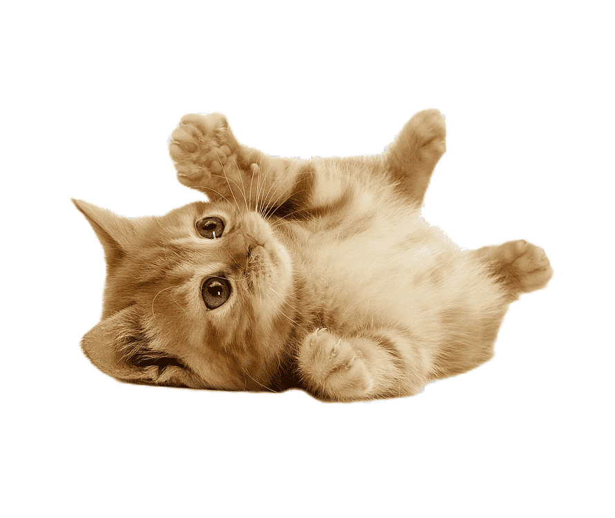 Порно Милых Котиков