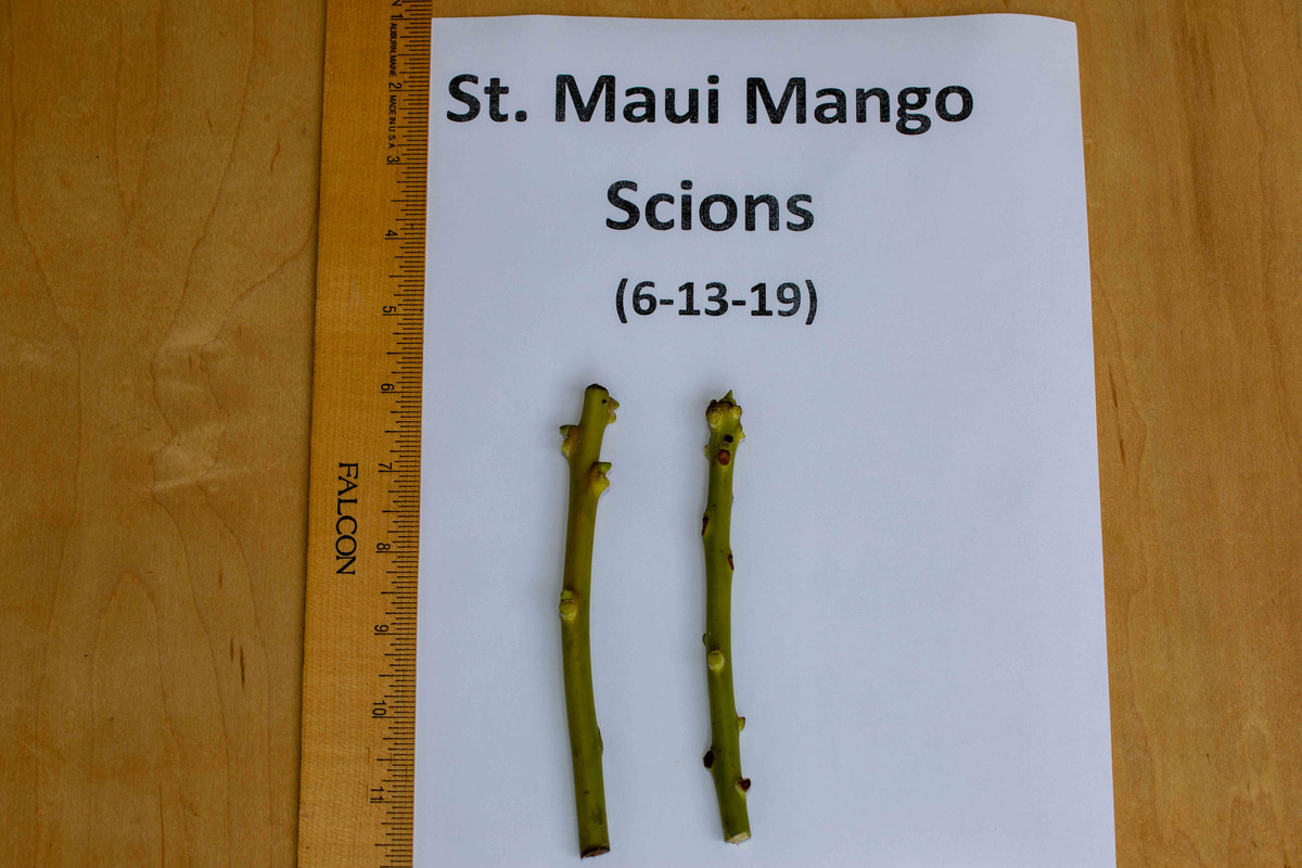 8U1A0637  St. Maui Mango Scions (6-13-2019)