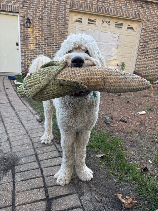 rex6