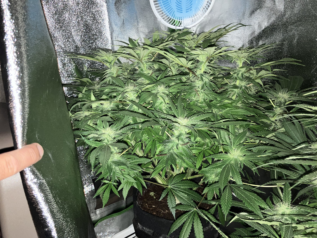 fIMG_1674 (Junio 4  2023)