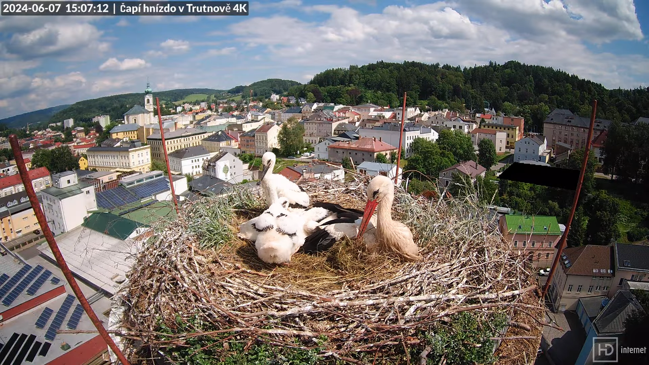 Tiešraidē no stārķa ligzdas uz alus darītavas skursteņa Trutnovā 10-5-19 screenshot