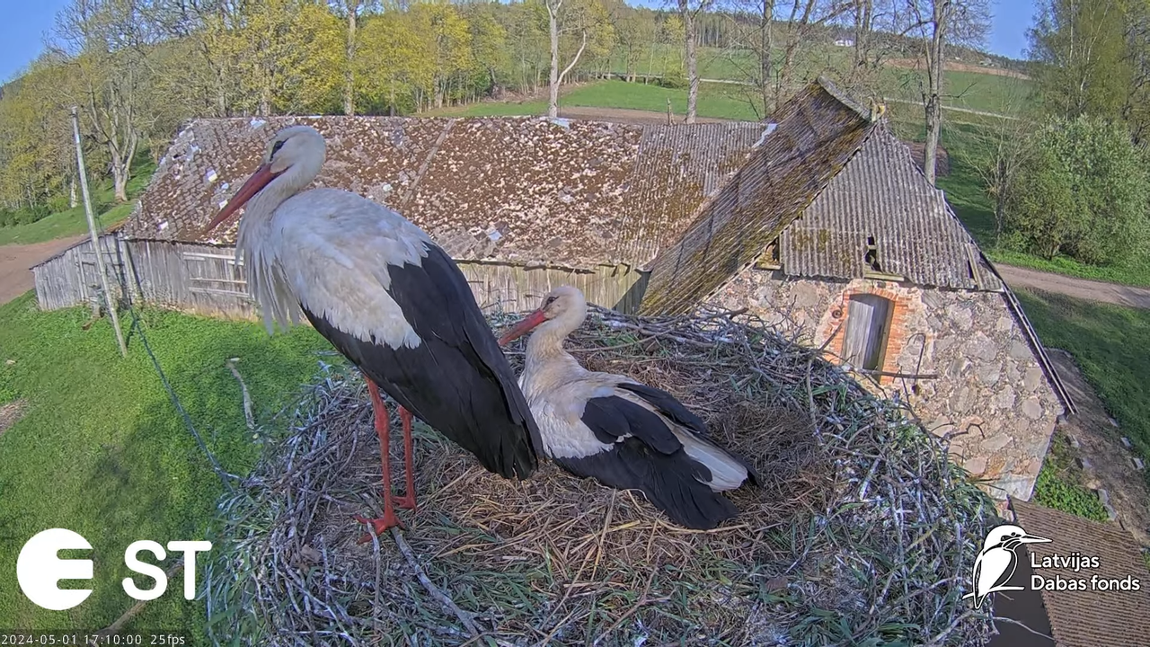 Baltie stārķi (Ciconia ciconia) Tukuma novadā - LDF tiešraide __ White storks in Tukums, Latvia 11-1
