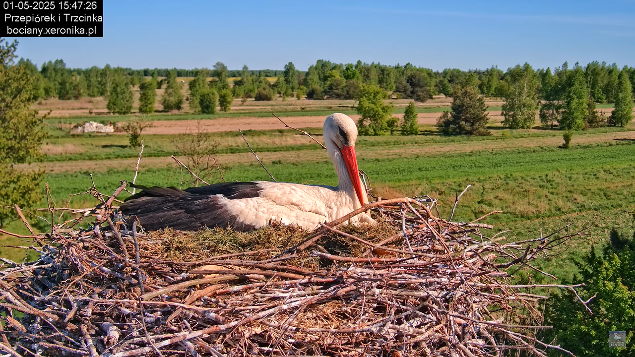 01052025bociany10