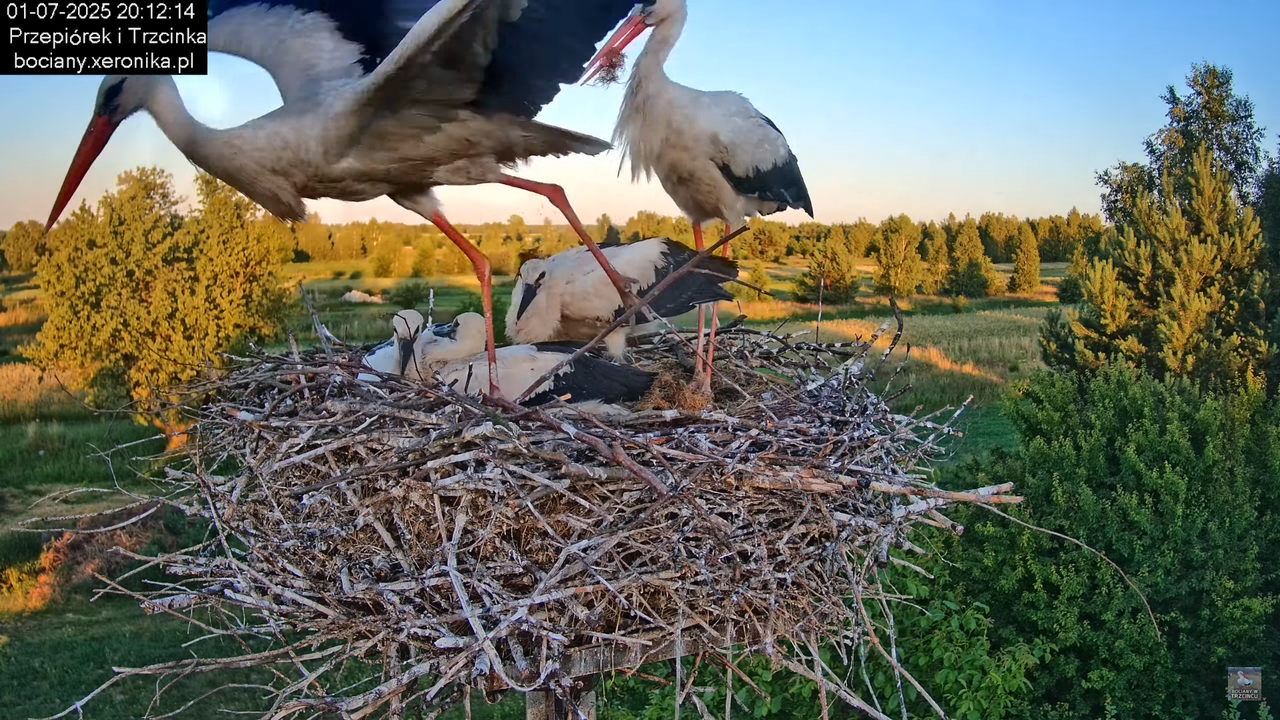 01072025bociany45