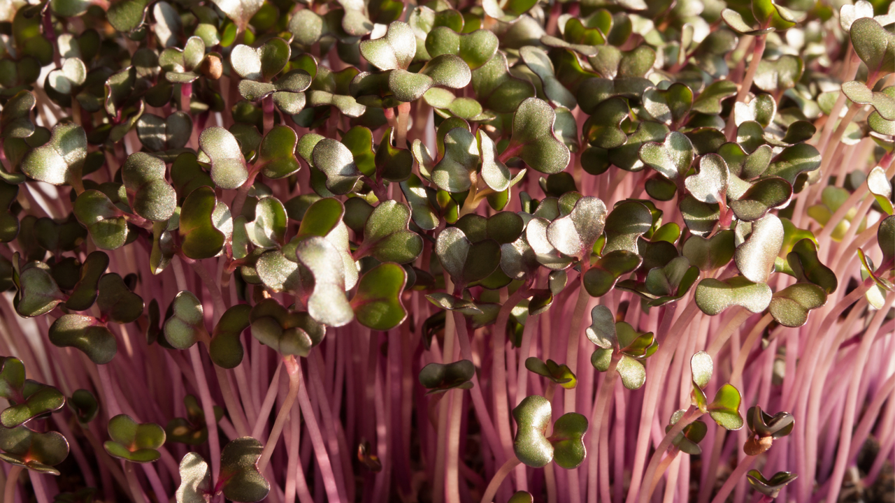Cabbage Microgreens