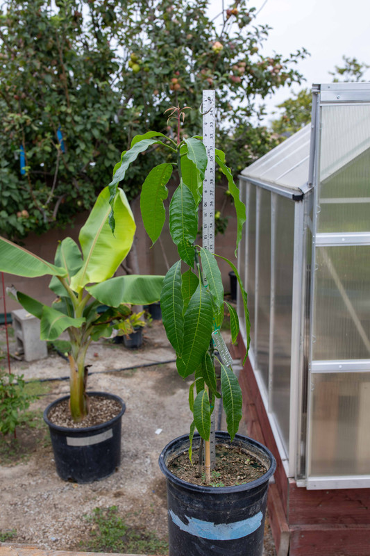 8U1A2683  Sweet Tart Mango Seedling Tree #1 (8-20-2022)