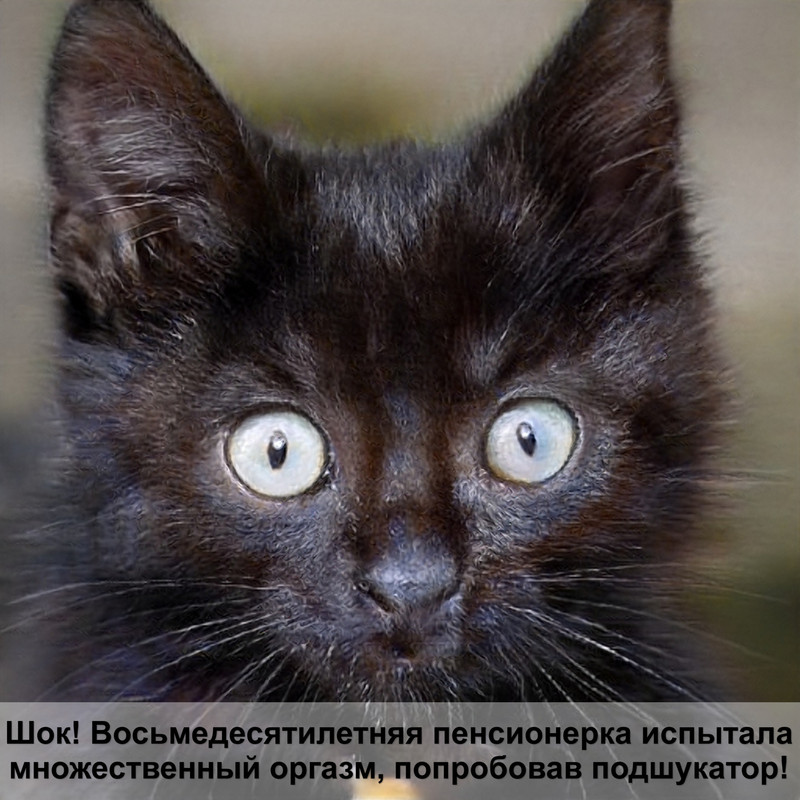 шотландская кошка рыжего окраса