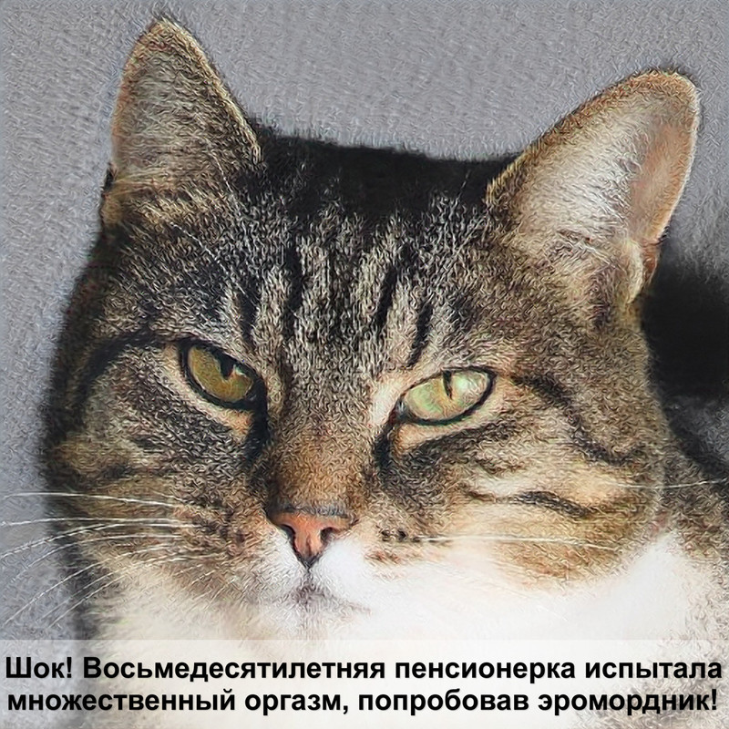 кошка лысеет что делать