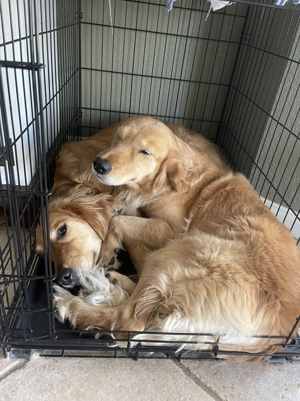 Fortune Aminal shelters overflow as Americans dump ‘pandemic puppies