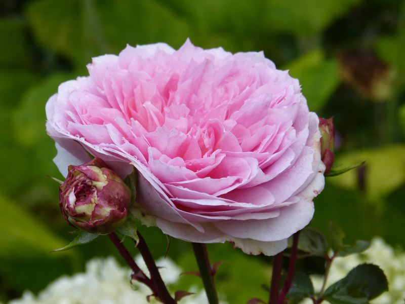 2014-08-31 Rose 'Kurfürstin Sophie' 2