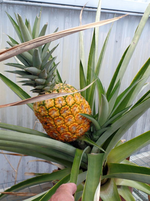 PineapplesJuly31#2