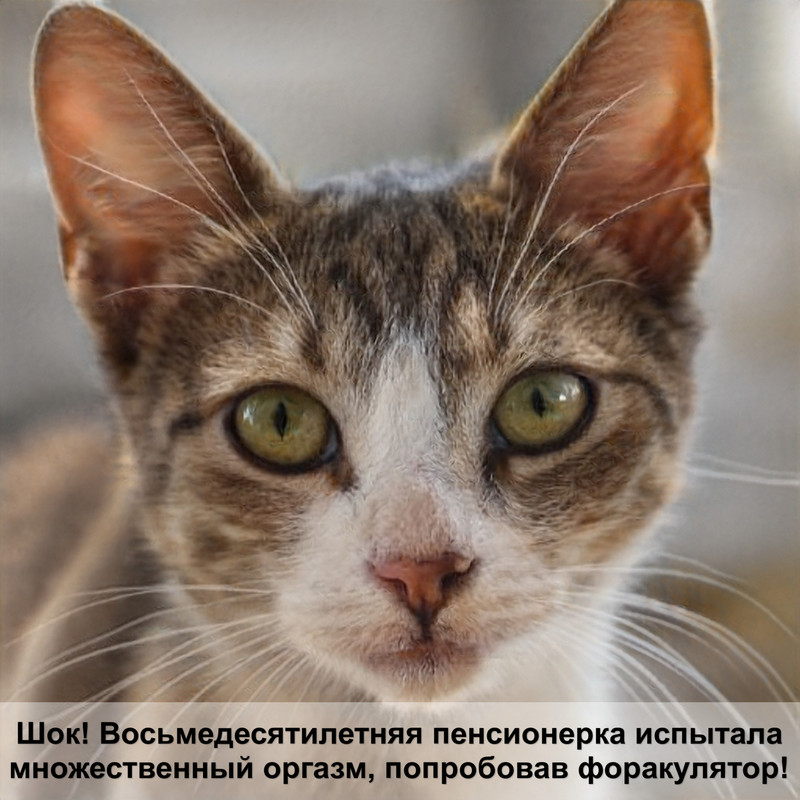 корейские имена для кошек