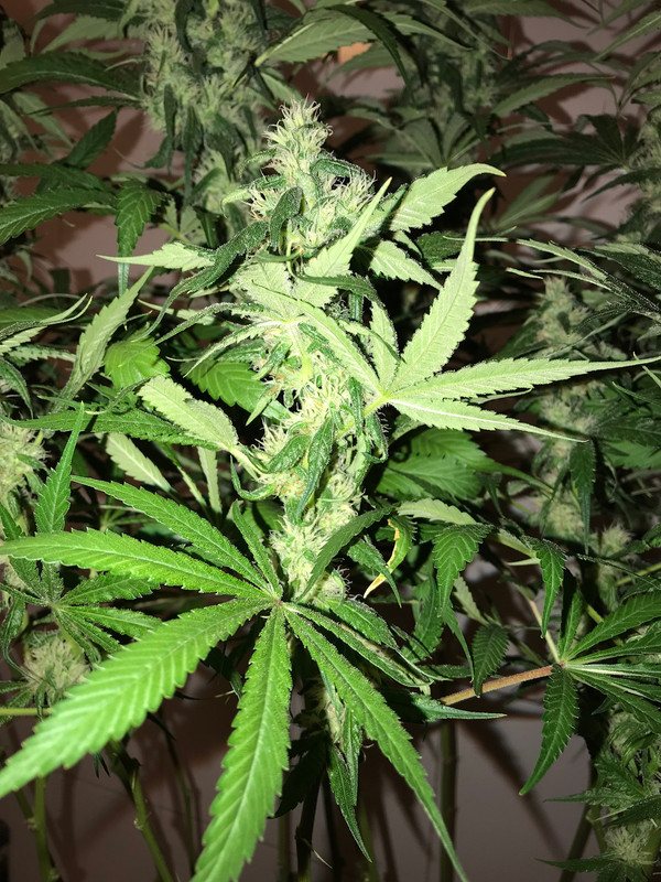 FB40BE04-F667-4989-BF6F-B3EF1B27651B