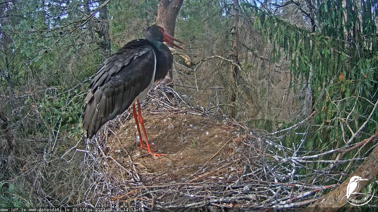 Melnais stārķis (Ciconia nigra) Siguldas novadā - LDF tiešraide 4-48-42 screenshot