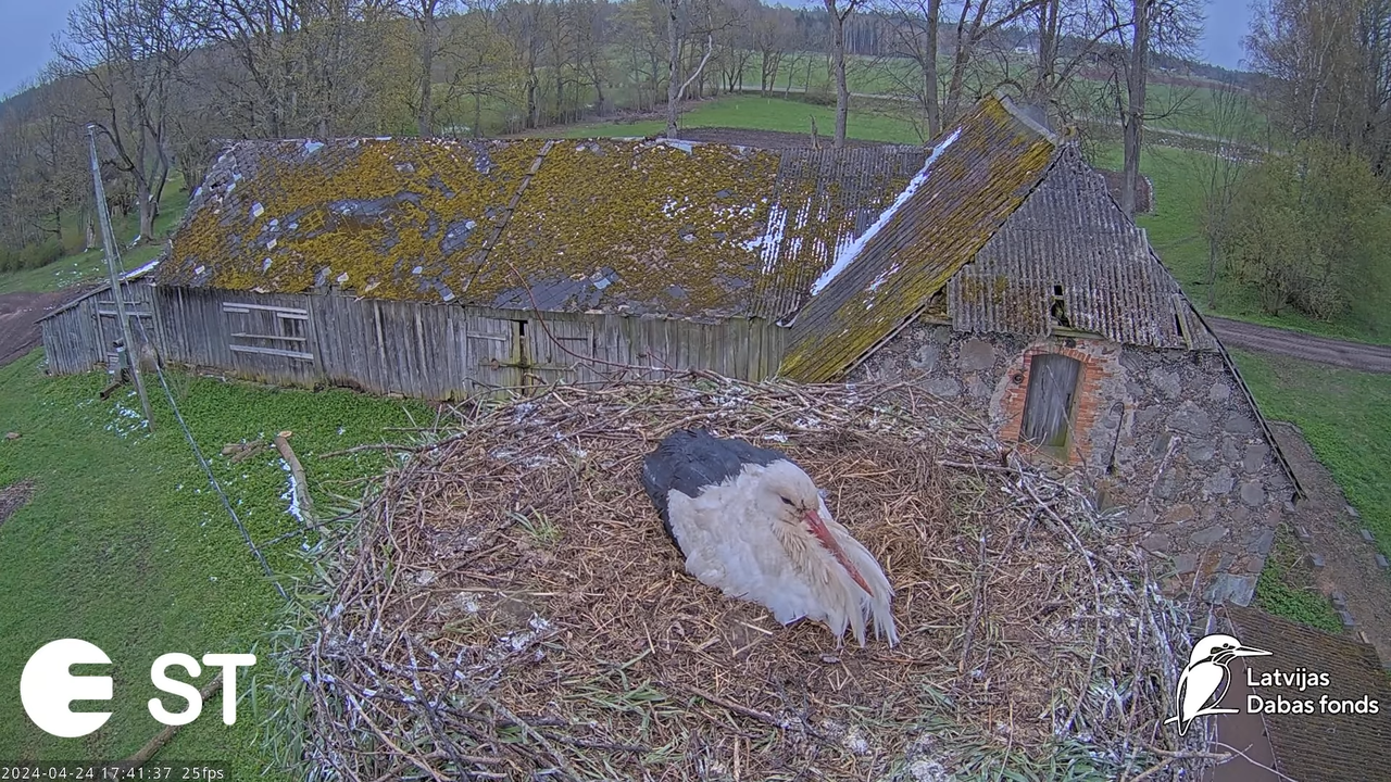 Baltie stārķi (Ciconia ciconia) Tukuma novadā - LDF tiešraide __ White storks in Tukums, Latvia 13-2