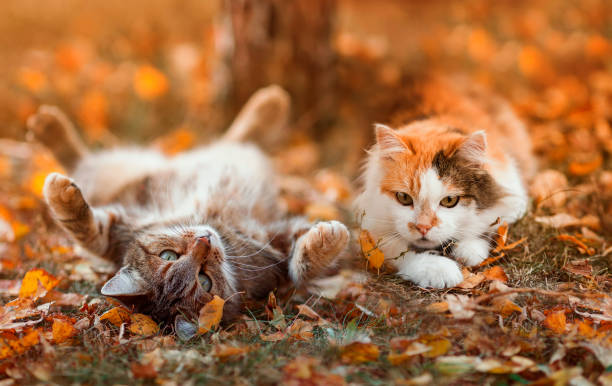 istockphoto-1308388643-612x612.jpg