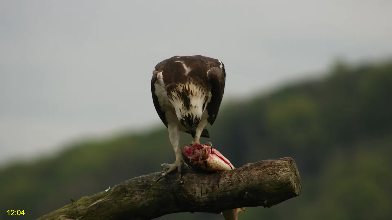 🦅 Dyfi Osprey Project (WALES)_ LIVE STREAMING 2024 in 4K 🦅 8-17-6 screenshot