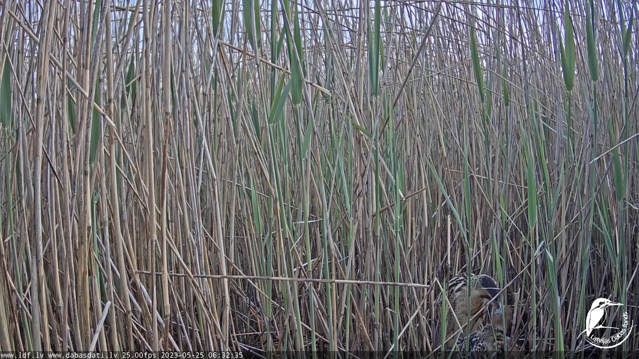 Lielais dumpis (Botaurus stellaris) Engurē - LDF tiešraide 7-30-7 screenshot