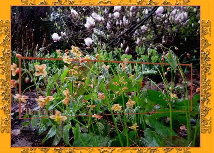 ELFENBLOEM-ORANGE-QUEEN-EPIMEDIUM