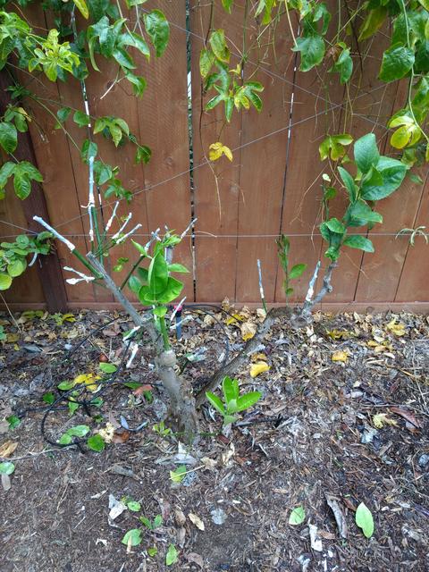 IMG_20180310_105342752