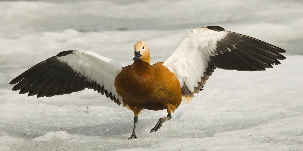 0F3A3762-very_compressed-scale-1_00x-gigapixel