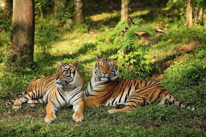 Harimau di Taman Safari Prigen.