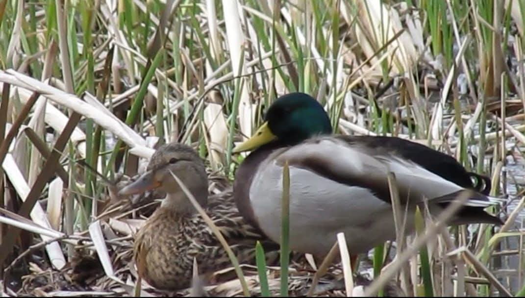 Foto cedida por Plataforma de Ayuda a las Aves de Alcalá
