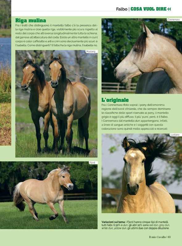 Il Mio Cav (Ago 2022) 12