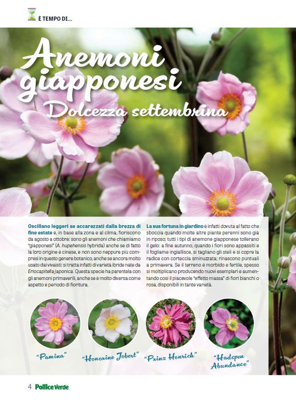 Pol Ver Set 2024 (1)