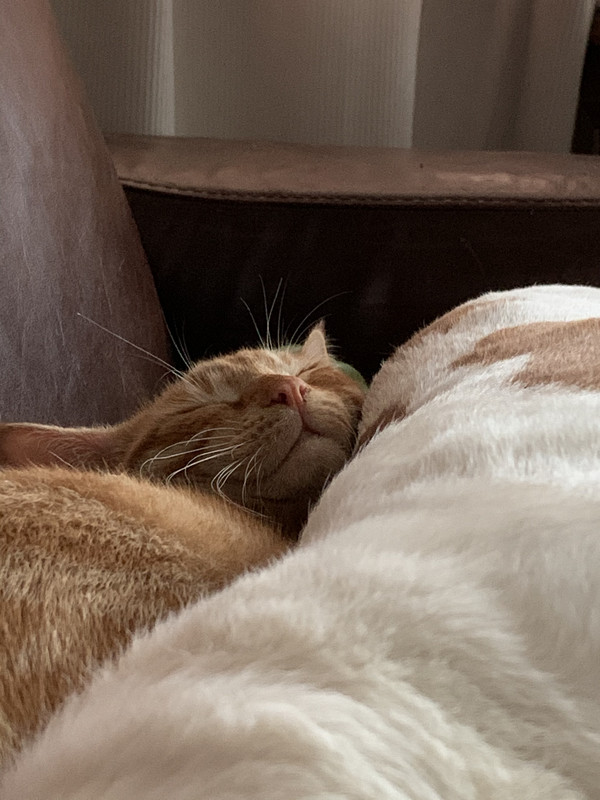 CF42D805-18D2-4D28-9BDC-D2E45EA06A2A