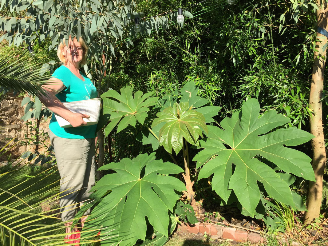 Tetrapanax papyrifer " Rex " - aralia papírodárná 117160411-2631668123755103-8652961929331744990-n