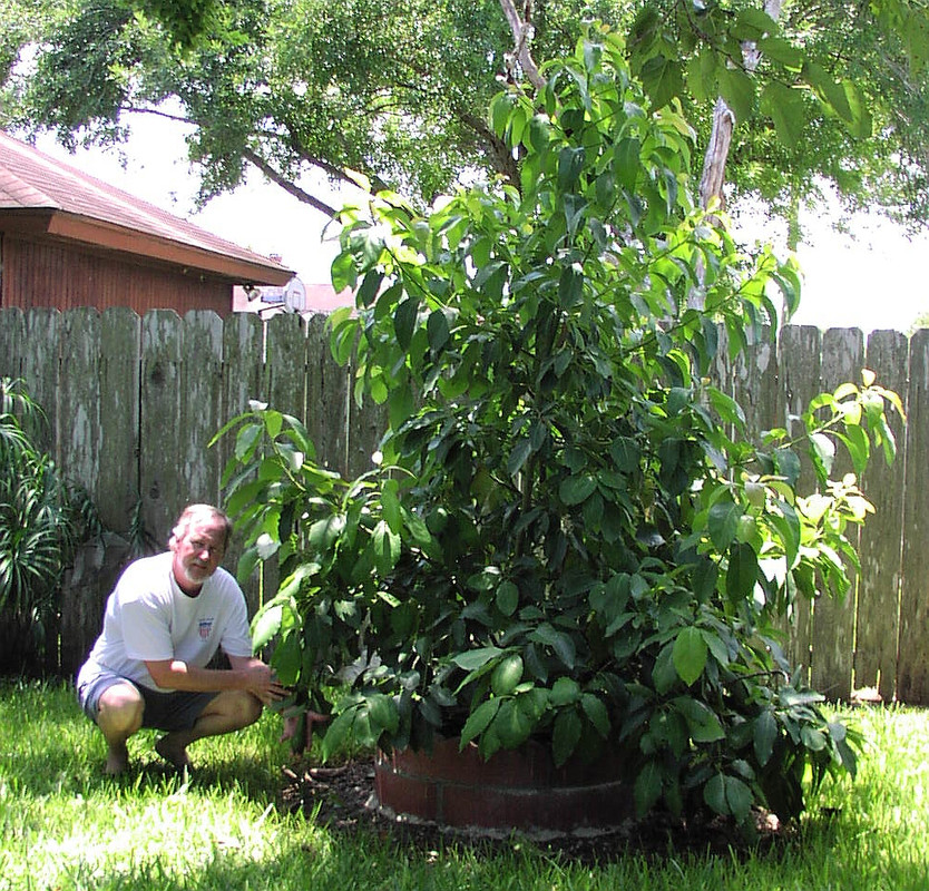 AvocadosOnTree8-13-04